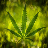 Cannabis leaf on abstract background