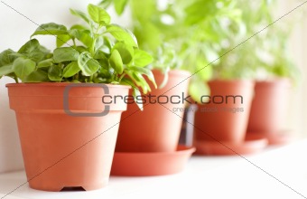 Herbs in Pots 