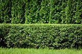 Green hedge background