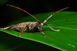 Long horn insect side