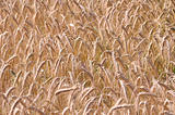 Barley background