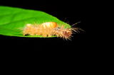 Caterpillar -