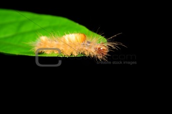 Caterpillar -