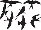swallows silhouette collection