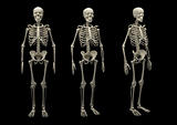 2862 Skeleton isolated(64).jpg