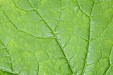 Texture of green leaf