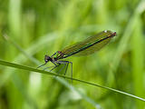 female banded agrion damselfly