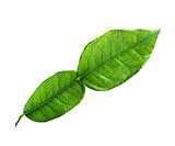  kaffir lime  leaf 