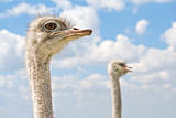 Ostrich two heads.