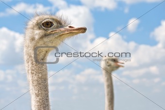 Ostrich two heads.
