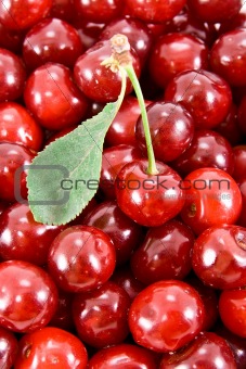 Cherry with leaf and heap of fruits.