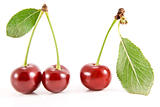 Three cherry fruits with leaves.