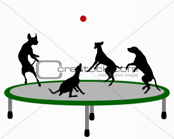Dog trampoline