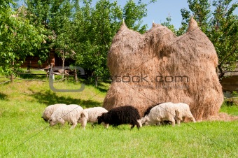 a flock of sheep grazing in the meadow