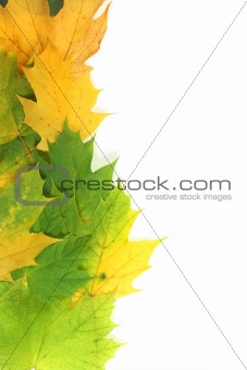 Autumn leaves on edge with white space