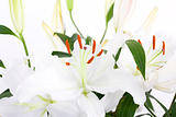 White lilies with copy space