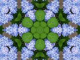 Hydrangeas kaleidoscope