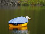 Gull on a boat
