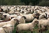 Sheep Herd