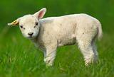 Cutest Lamb
