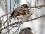 Winter sparrow