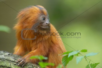 Very cute red monkey