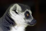 Ring tailed lemur looking sideways