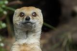 mongoose looking straight at the camera