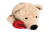 Bear with rose