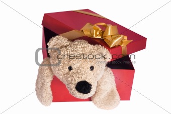 Bear in box