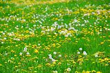 Dandelion field