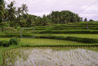 Rice-fields in Asia