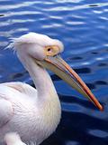 Pelican from side