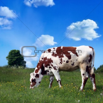  cow