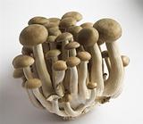 Hon-Shimeji Mushrooms
