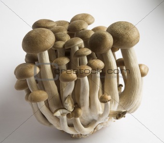Hon-Shimeji Mushrooms