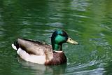 Mallard Duck Floating