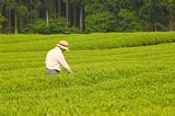 The Tea Farmer