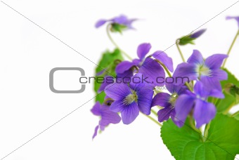 Violets on white background