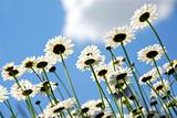 Daisies with blue sky