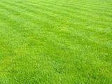 New football grass