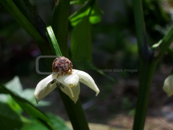Ladybug on a peppr flower