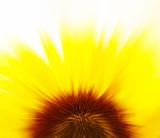 Abstract sunflower