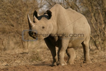Black rhinoceros 