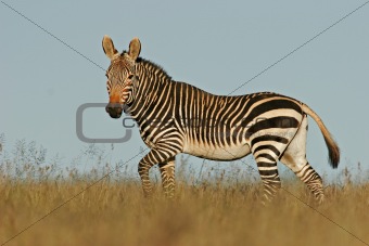 Cape Mountain Zebra 