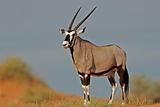 Gemsbok antelope