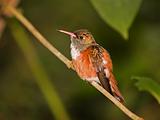 Hummingbird (captive)