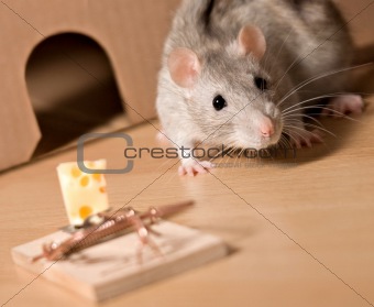 rat and cheese