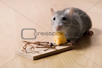 rat and cheese
