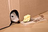 rat, mousetrap and cheese